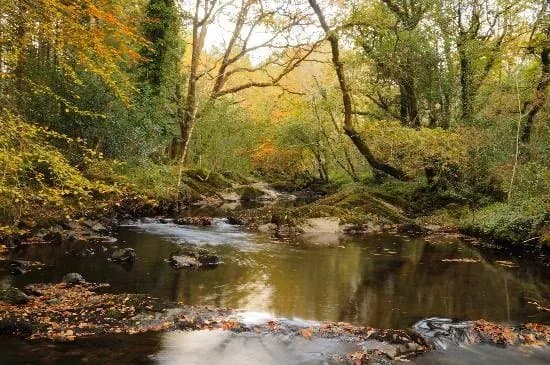 Glengariff Woods