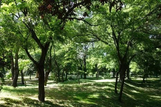 Cathedral Park