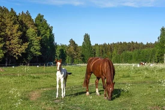 Leona Tall (Horse Stable)
