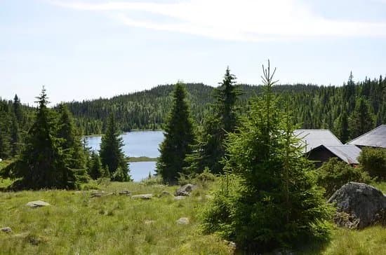 Totenasen