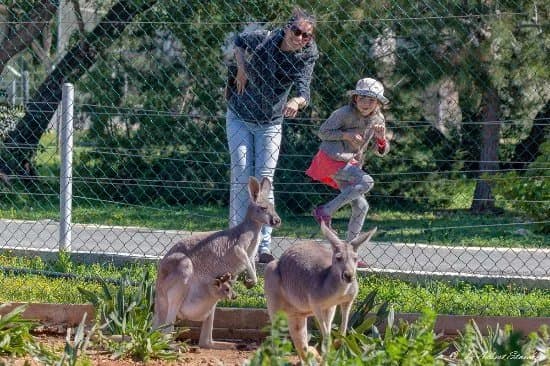 Pafos Zoo