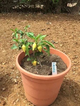 Scorched Earth Chilli Farm