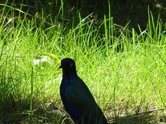 Vogelpark Ruinen