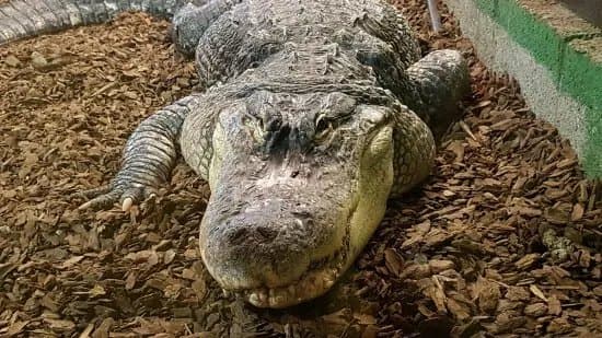 Crocodiles of the World