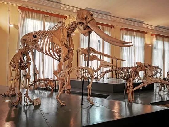 Museo Civico di Zoologia