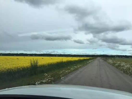 Soderfjardenin Meteoriihi