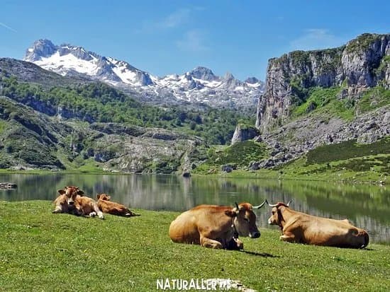 Naturaller