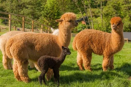 Alpaca Alpaca At Leven Valley
