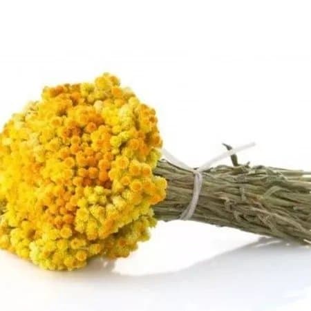Immortelle Farm Island Krk