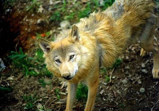 Wolf & Lynx Conservation Area