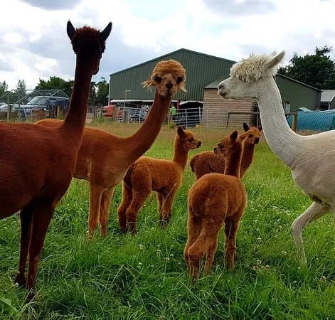Abbotts View Alpacas