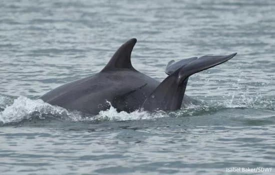 Shannon Dolphin and Wildlife Centre