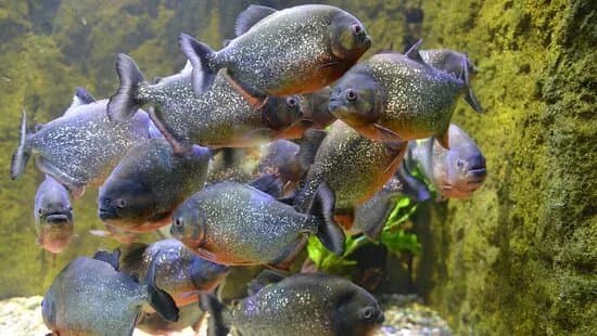 Aquarium-museum De Liege