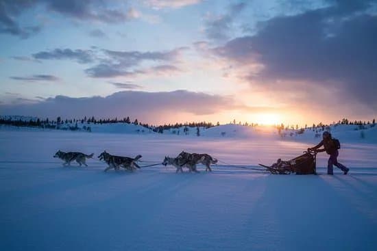 Husky & Yoga Nature