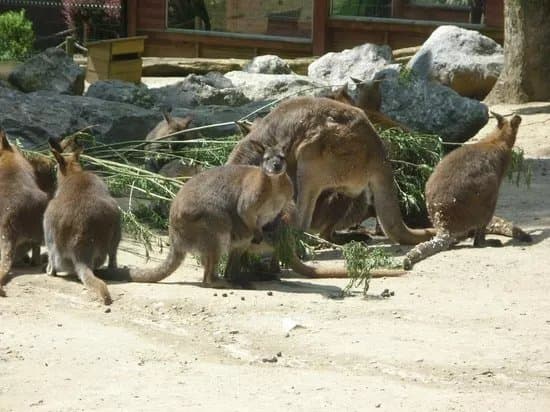 Zoo de Maubeuge