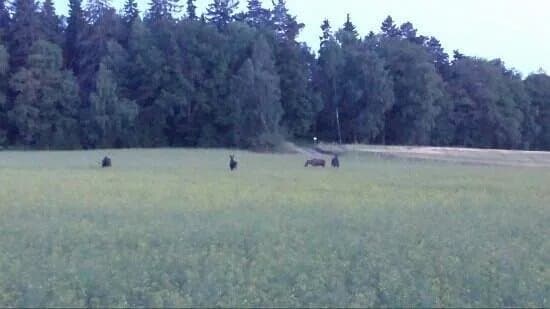 Stockholm Outback