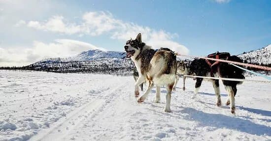 Petter Karlsson Sleddogs