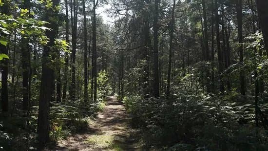 Sciezka Przyrodnicza Zyzne Lasy z Orlica