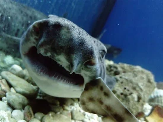 Adriatic aquarium Baska