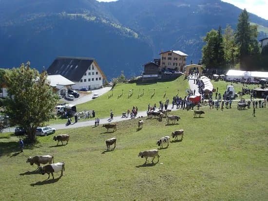 Narzissenfelder in Seewis