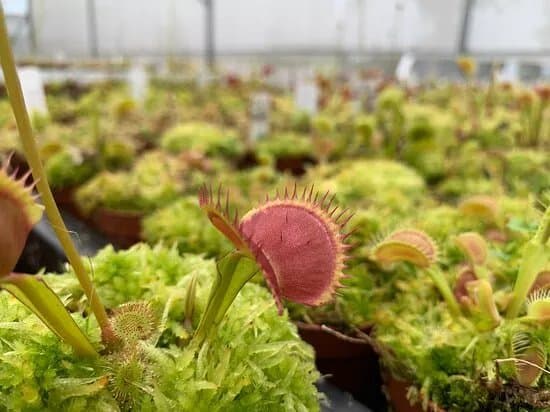 Carniplant, Plantas carnivoras