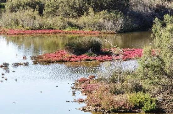 Rio Guadalhorce Nature Reserve