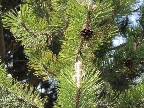 Sub-Alpine Flora and Fauna Trail