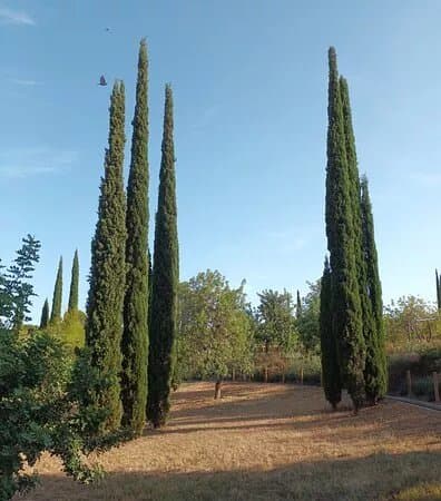 Parc del Calamot