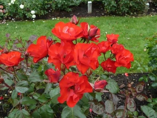 Rosenlunds Rosarium