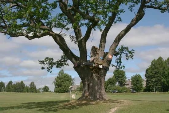 Puhajarv War Oak
