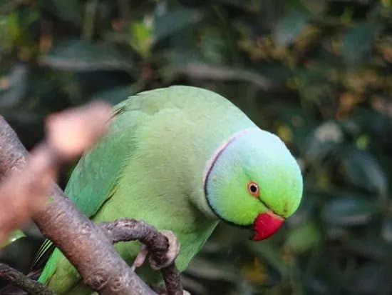 Kinderboerderij Dierendorp