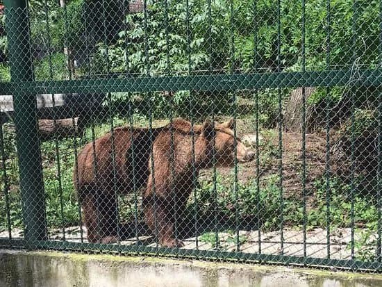 Gradina Zoologica Birlad