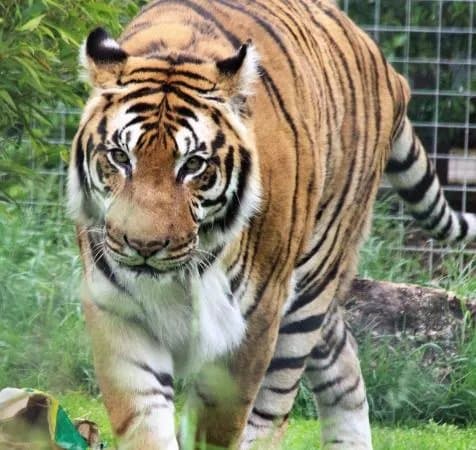 Shepreth Wildlife Park