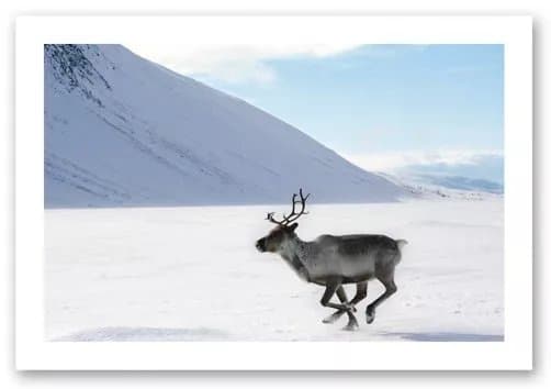 Lapland Safaris - Rovaniemi