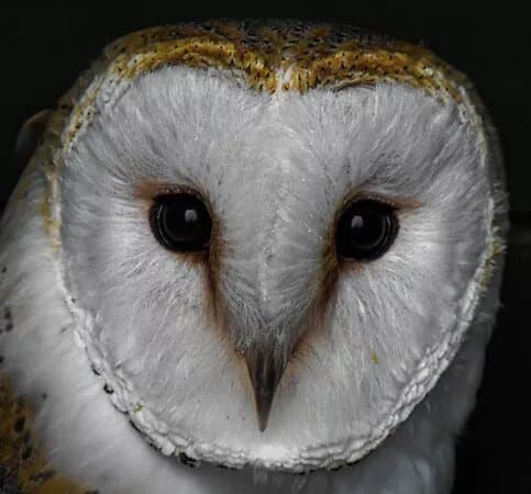 Screech Owl Sanctuary & Animal Park