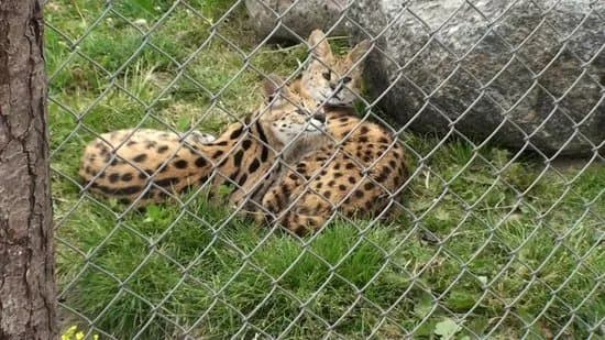 Odsherred Zoo Rescue