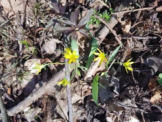 Munkangarna Naturreservat