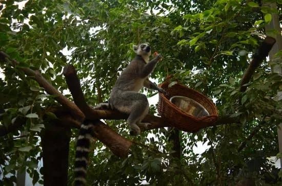 Show Zoo