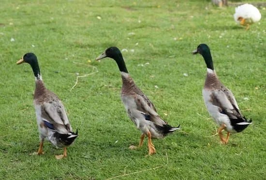Bird Village