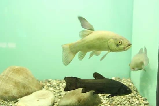 Kastoria Aquarium