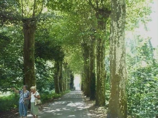 Foret De La Robertsau