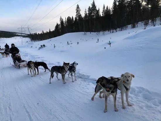 Extreme Huskies