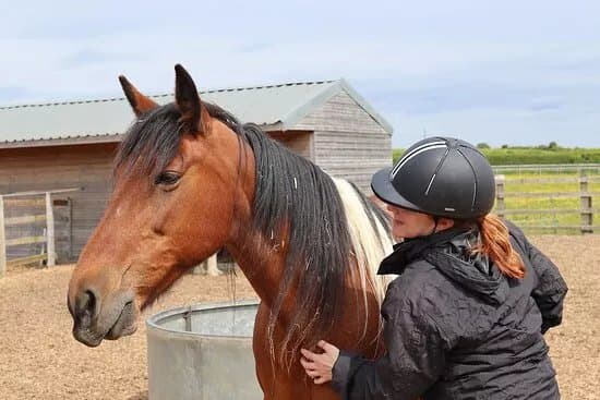 Redwings Horse Sanctuary