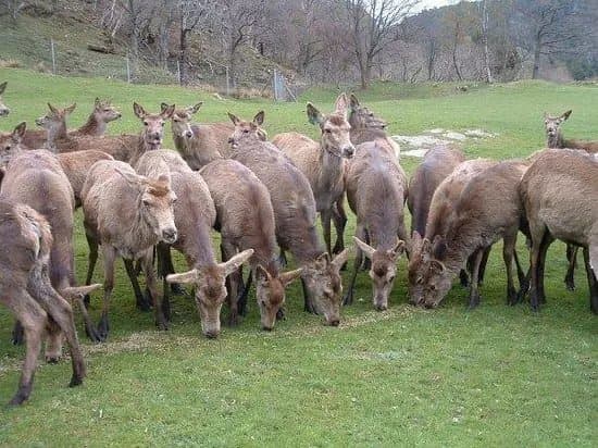 Norwegian Deer Centre