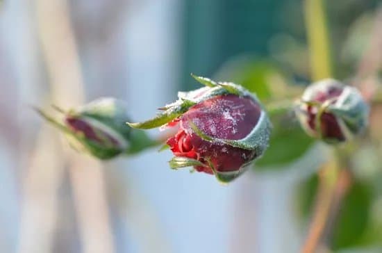 Gartenparadies Painer