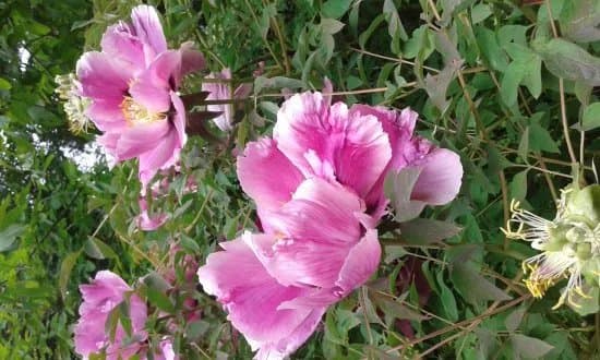 Maris Linde decorative garden