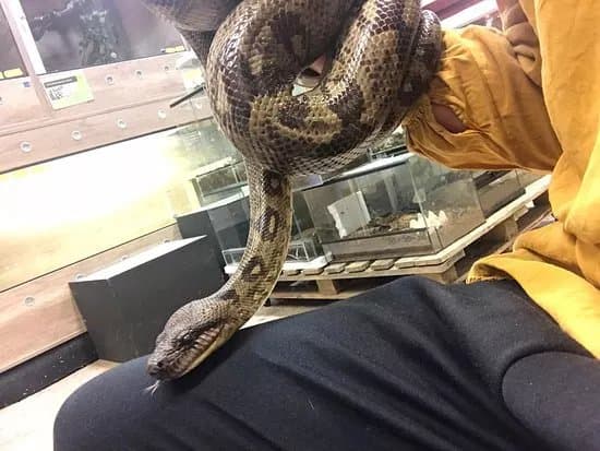 Vivarij BioExo Koper