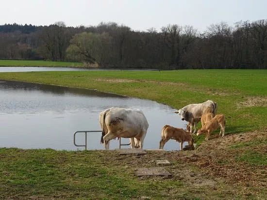 Meertje Van Caprera