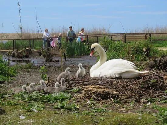 Abbotsbury Swannery