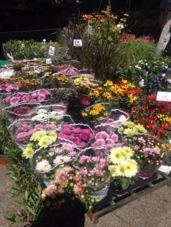 Ulmer Wochenmarkt